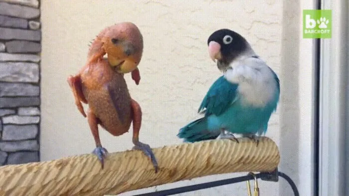 Periquito sin plumas