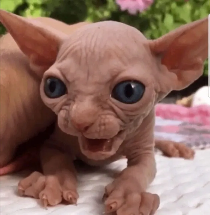 Gatito bueno