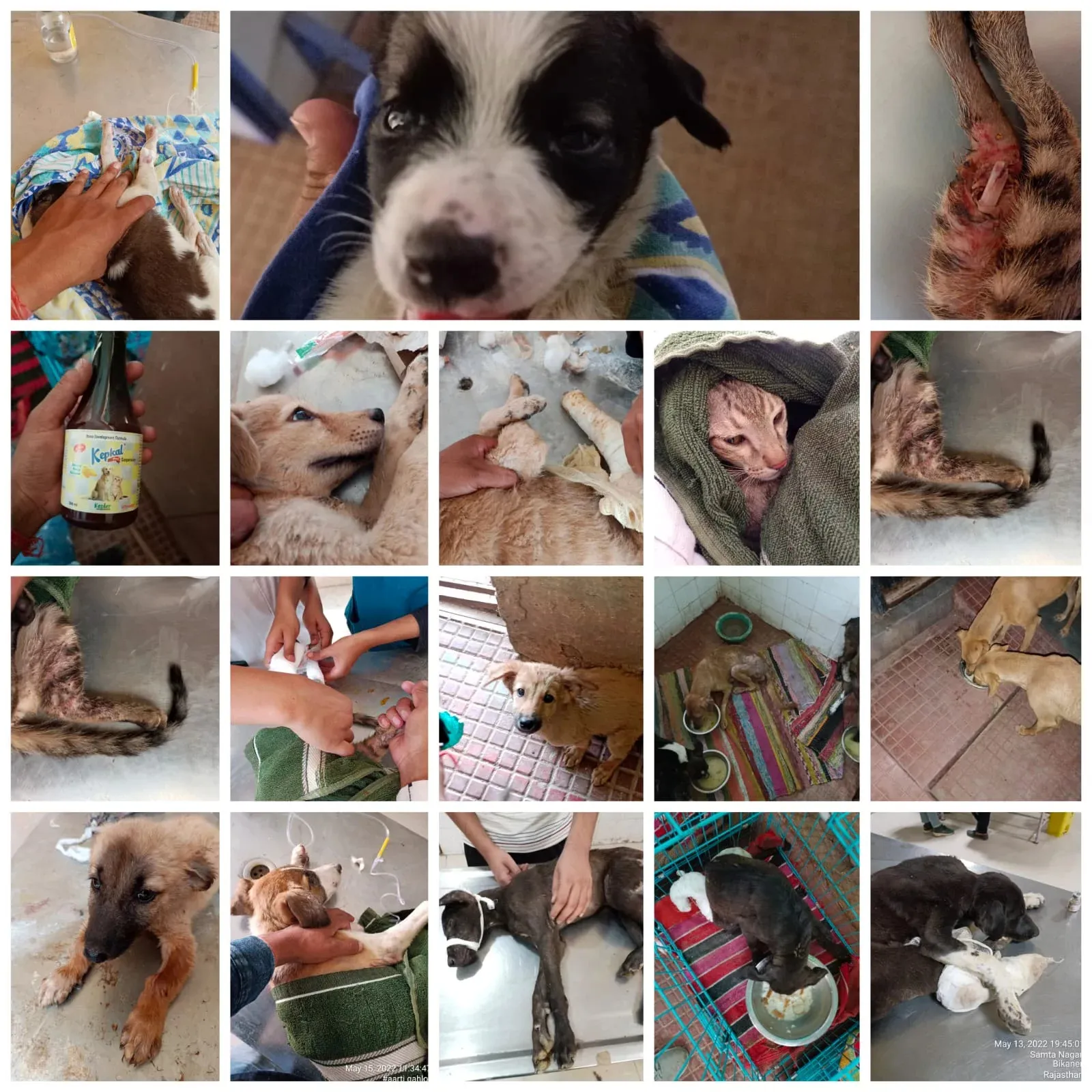 Bikaner's Four-Legged Heroes: Bezubanwelfare's Journey To Rescue Dogs