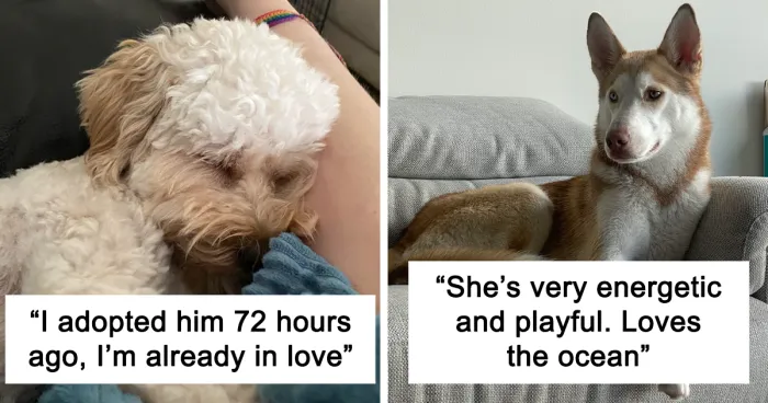 “I Haven’t Felt This Happy In A Long While”: 50 People Show Their Adorable Adopted Critters