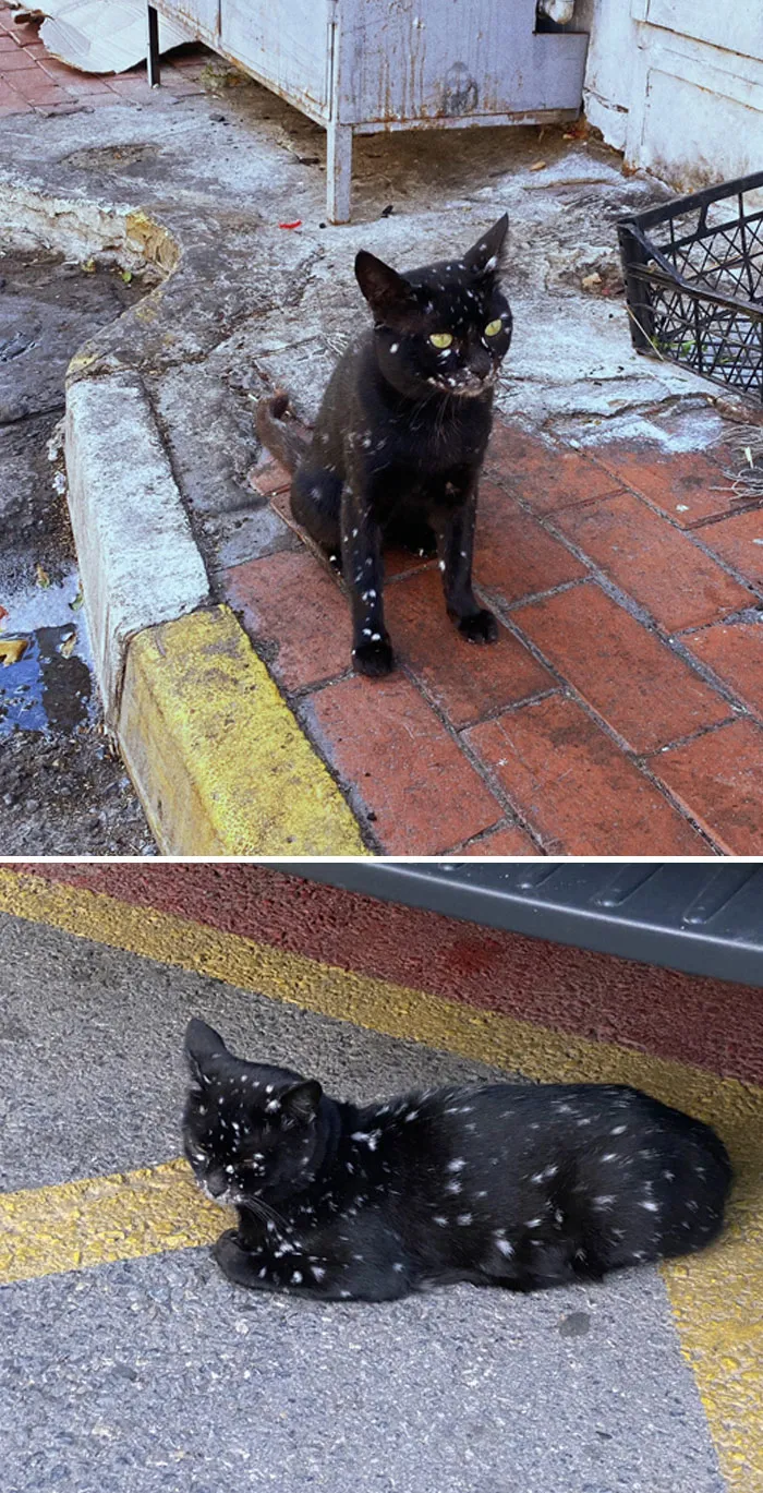 A Black Vitiligo Kitty