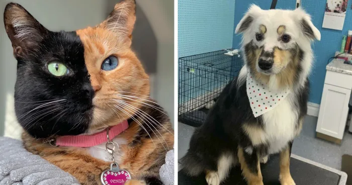 Fur Inception: 50 Animals With The Strangest Fur Patterns And Markings (New Pics)