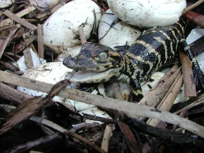 69 Of The Most Fascinating Crocodile Facts