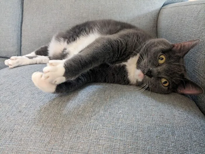 This Is Bean. Her Mama Was A Feral Cat Who Had Kittens In Our Back Yard. We Fixed Her Mama And Her Littermates, But Bean Was The Only Kitten We Could Socialize Enough To Be Inside. She's Sacred Of People Except Us, So She Only Exists In Pictures For Everyone Else