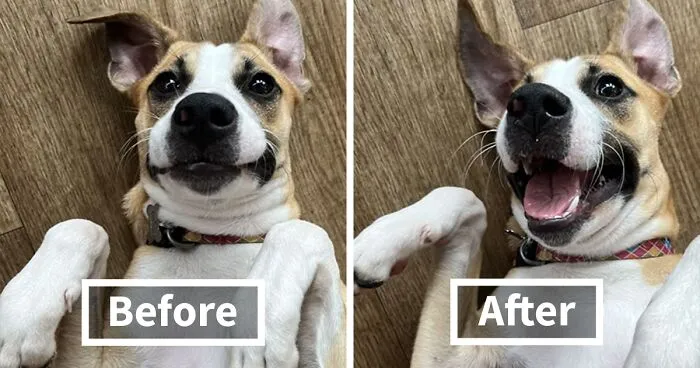 This TikTok Trend Is All About Dogs And Their Reactions To “Good Boy/Girl” Praise (50 Pics)