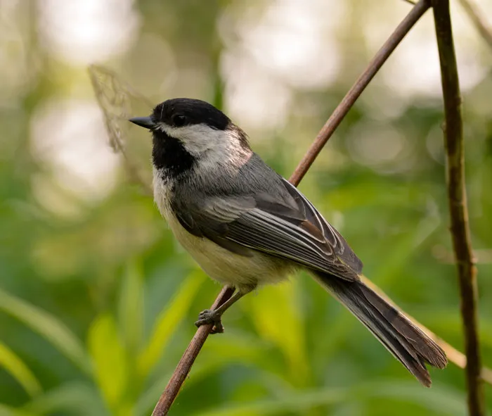 Feathered Little Philosopher