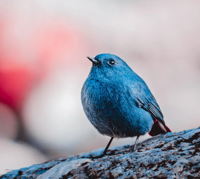 Bold Blue Bird Energy