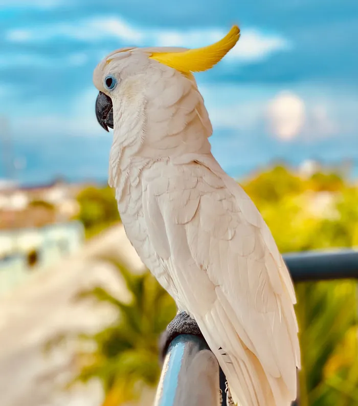 Feathers and Attitude