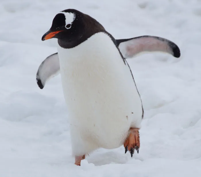 Walking on thin ice