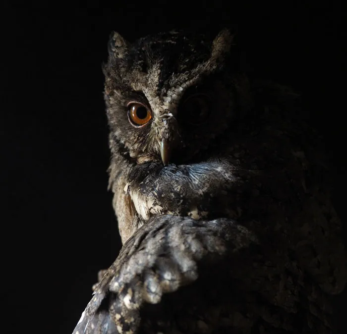 Owl with brown eyes in shadow showcasing unique features for bird facts and insights about majestic creatures.