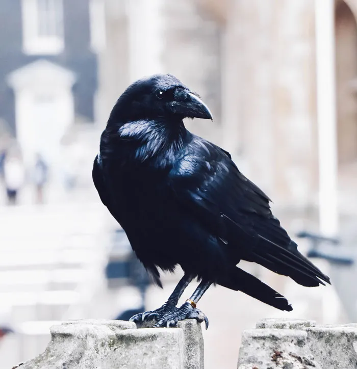 Silent but watchful
