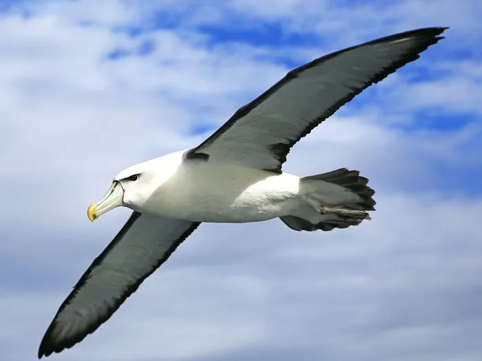 Wingspan Goals