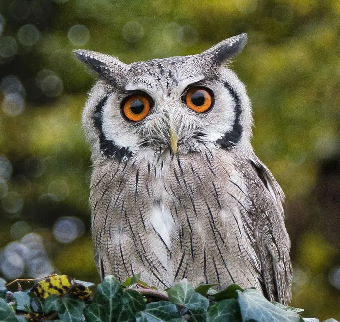 Wide-Eyed Wisdom