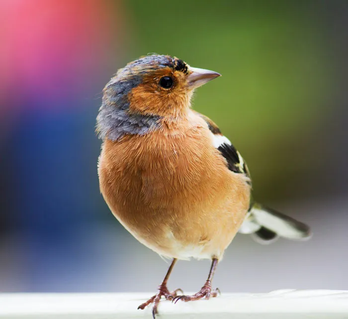 Feathered overachiever
