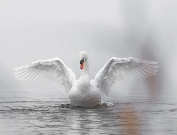 White swan spreading its wings on water, showcasing elegant bird features for bird facts and wildlife learning.