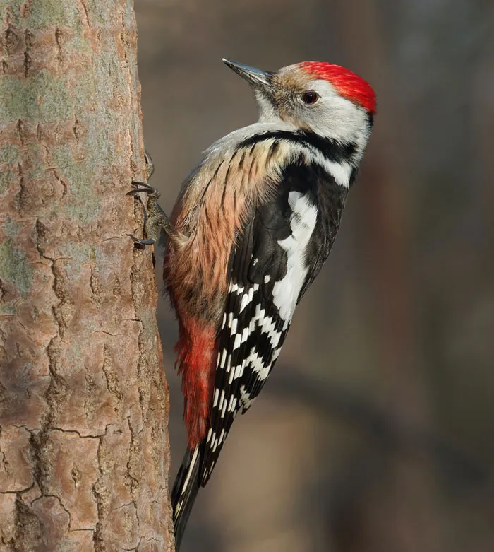 Woodpecker clinging to tree bark, showcasing vibrant colors and patterns in a close-up bird facts image.