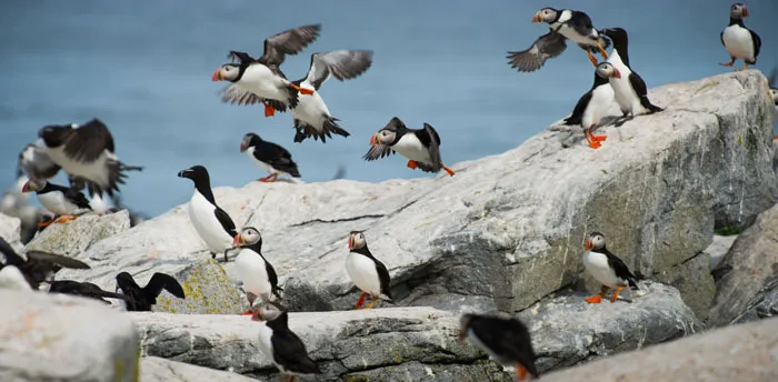A group of Atlantic Puffins and Razorbills taking flight from rocky cliffs near the ocean, showcasing bird facts.