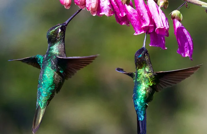 Two hummingbirds displaying vibrant colors as they drink nectar from a pink flower, highlighting fascinating bird facts.