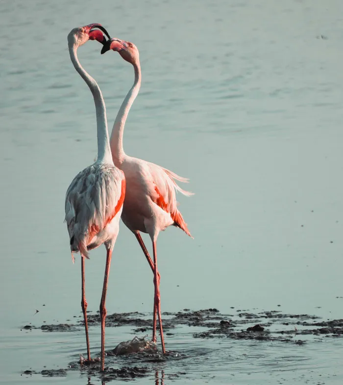 Two flamingos standing near water touching beaks, showcasing a unique bird fact about these majestic creatures.