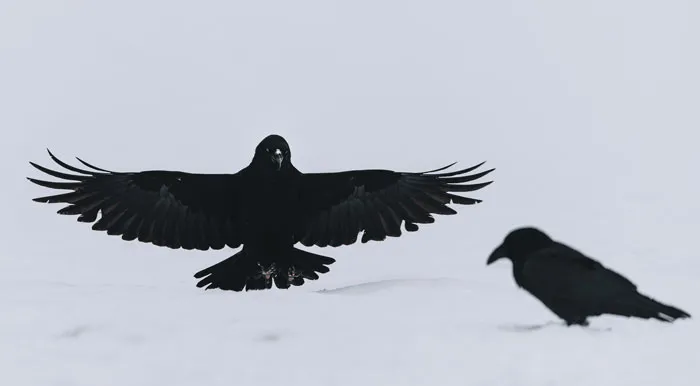 Shadow Play in Flight