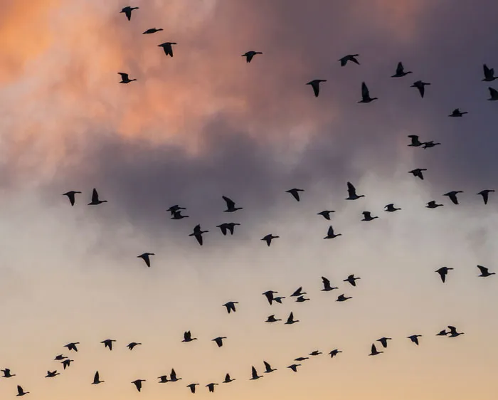 A large group of birds flying across a colorful sky showcasing the beauty of these majestic creatures in flight.