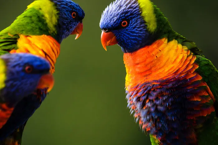 Three colourful parrots communicating closely, showcasing vibrant feathers and bird behavior in natural light.
