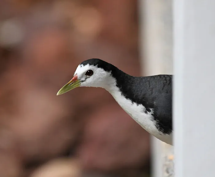 White-breasted Waterhen peeking from a window, showcasing unique features of these majestic bird creatures.