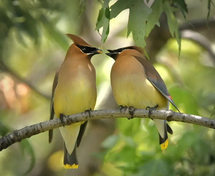 Two birds on a branch with one feeding the other, showcasing fascinating bird facts about these majestic creatures.