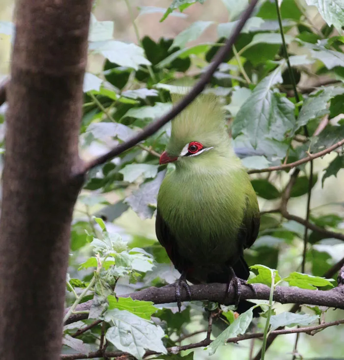 Green Turaco perched on a tree branch surrounded by leaves, showcasing vibrant feathers and striking red eye details.