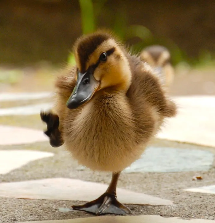 Duckling walking on one leg towards camera, showcasing charming bird features and details for bird facts enthusiasts.