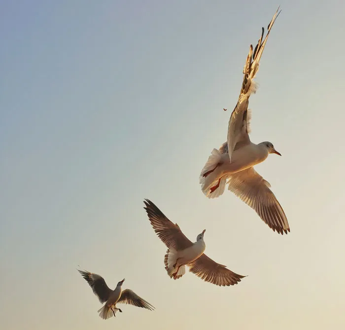 Seagulls soaring in a clear sky, showcasing bird flight behavior and majestic bird facts in nature.