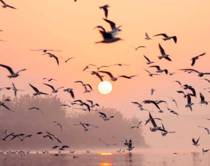Flock of birds flying at sunset over water with trees in the background, showcasing majestic creatures in flight.