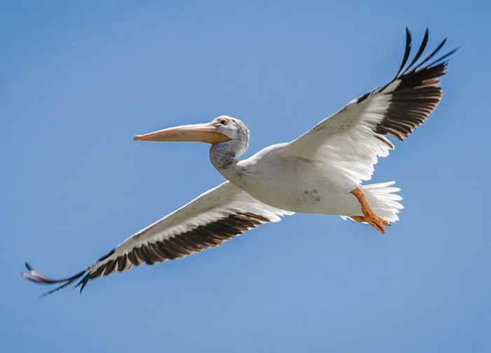 Large pelican soaring in the sky, showcasing bird facts about these majestic creatures in flight.