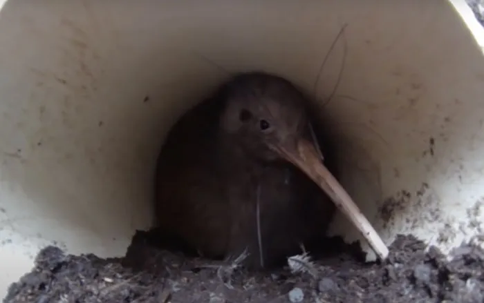 Kiwi bird hiding inside a narrow burrow, showcasing unique bird behavior and natural habitat for bird facts.