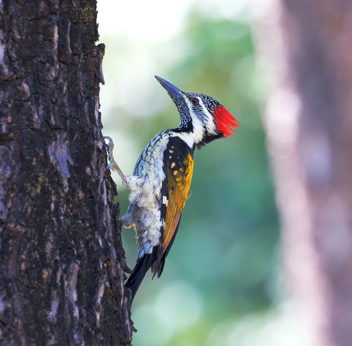Woodpecker perched on a tree trunk showcasing colorful feathers, illustrating fascinating bird facts about these majestic creatures.