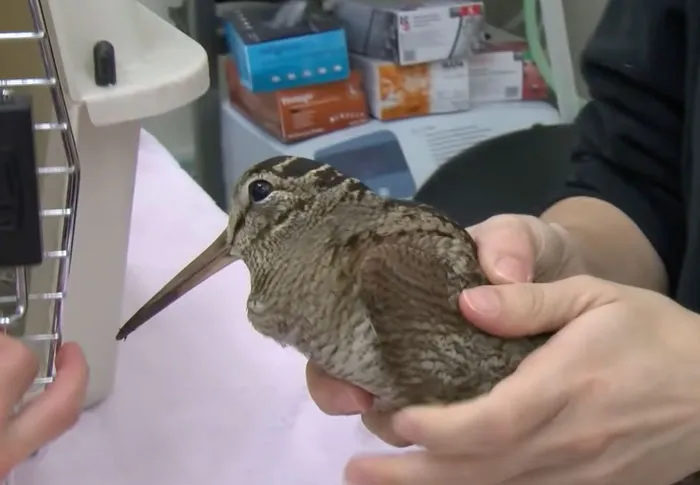 American Woodcock being gently held at a local hospital, highlighting bird facts about these majestic creatures.