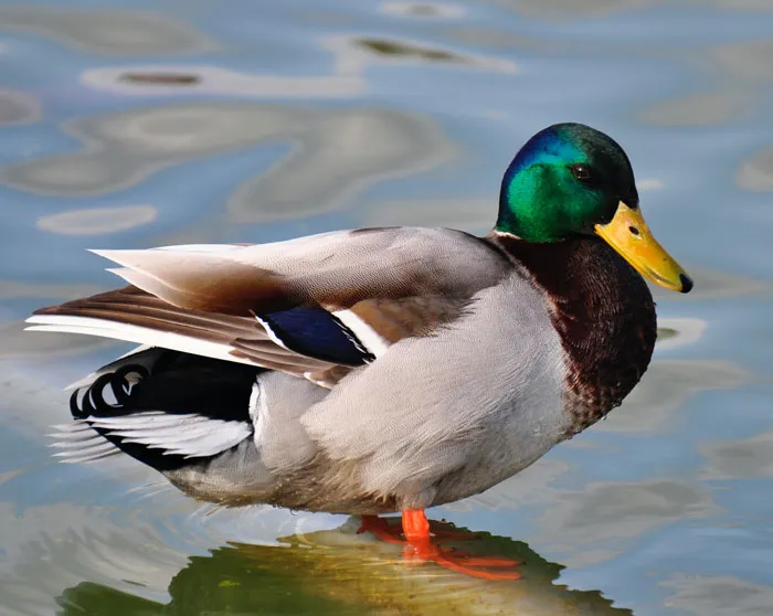 Quack About Confidence
