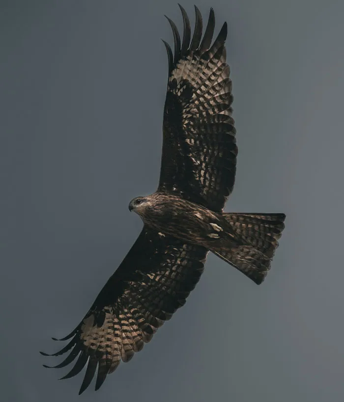 Wingspan Goals