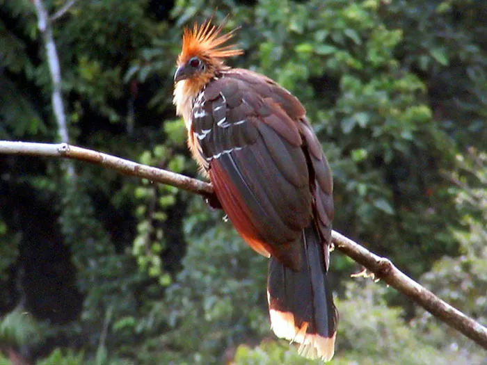 Feathered Attitude Alert