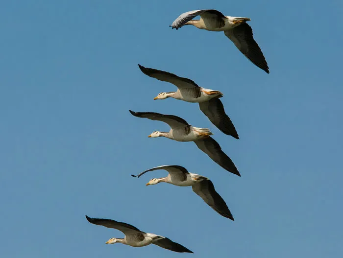 Bar-headed geese flying in formation under a clear blue sky, showcasing majestic bird behavior and flight patterns.