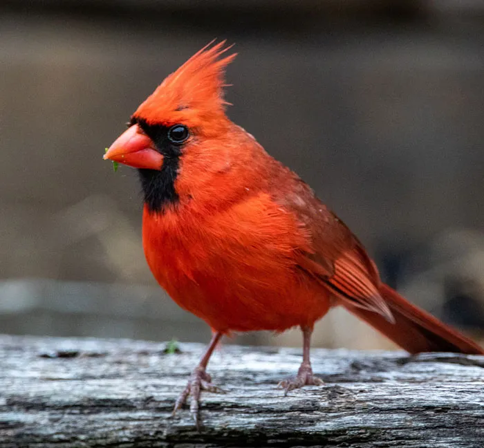 Feathered Firecracker