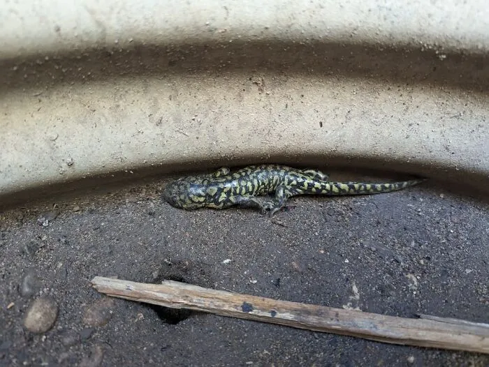 A Cool Little Salamander Trying To Hide