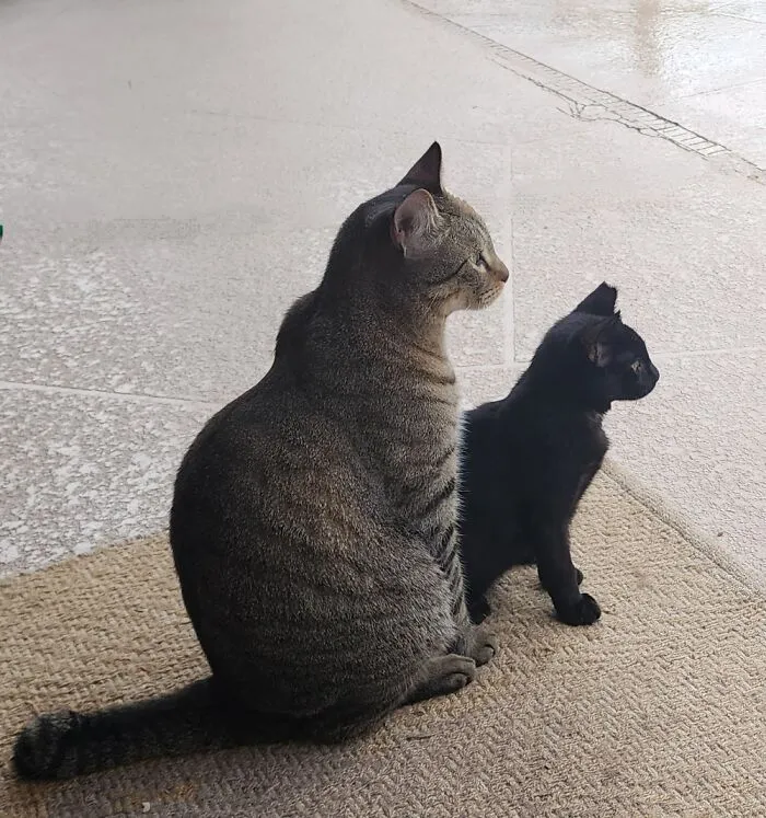 The Boys