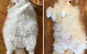 50 Chonky Cats That Underwent Incredible Transformations To Become Healthier Kitties