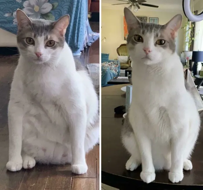 I’m So Proud Of My Baby For Losing Weight! I Put Him On A Diet Recommended By A Vet And Look At Him