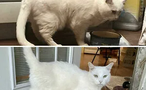 50 Chonky Cats That Underwent Incredible Transformations To Become Healthier Kitties