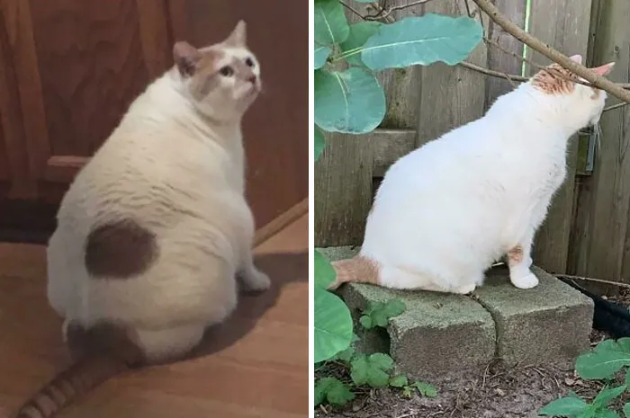 Leo: 26 Lbs To 18 Lbs Over The Course Of 2 Years