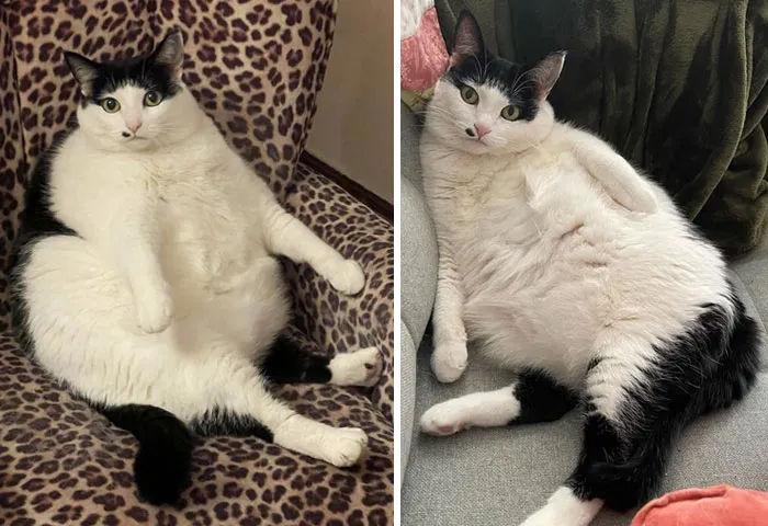 Eloise’s Transformation From ~17.5 To Under 13. It Took A Lot Of Work, Experimentation, And Investment But I Can Tell She Is Much More Active And Happy