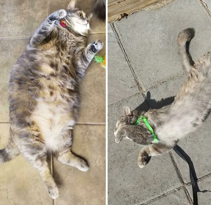 My Zeezee Has Lost Close To 10 Pounds In The Last Year And A Half! She's Finally Down To A Healthy Weight Again