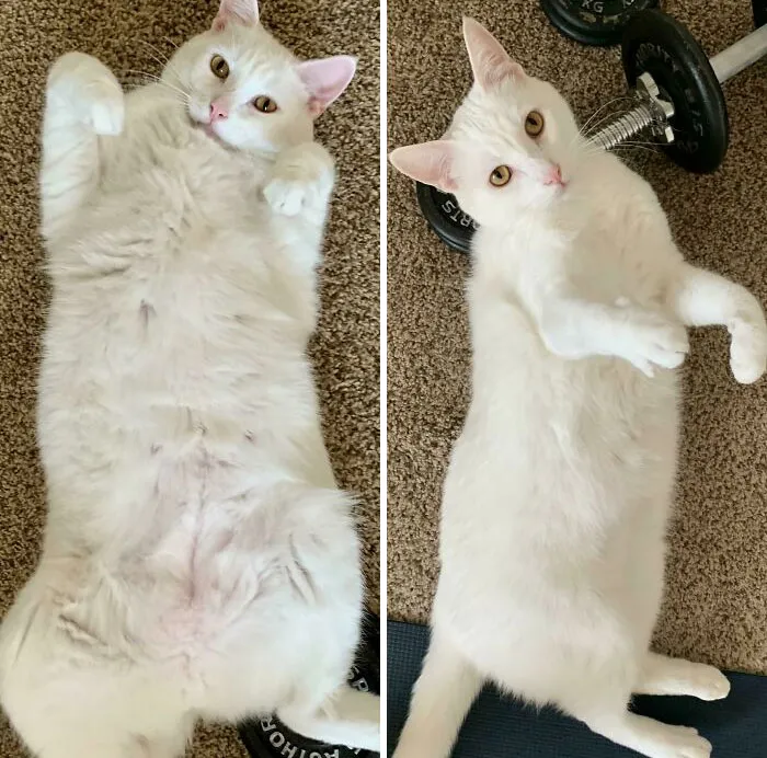 Down Two Pounds Since November! Started At 16.8 Lbs, Currently - 14.6 Lbs. Vet Said Target Is 12 But He’s Looking Very Fine
